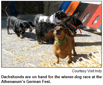 Dachshunds are on hand for the wiener-dog race at the Athenaeum’s German Fest. 