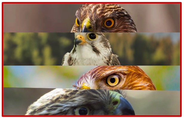 Birds of Prey Banner