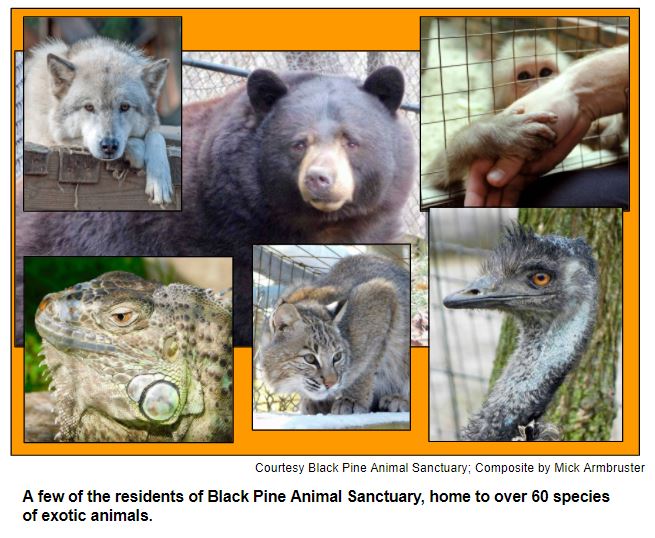 A few of the residents of Black Pine Animal Sanctuary, home to over 60 species of exotic animals.