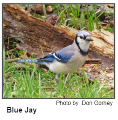 Blue jay