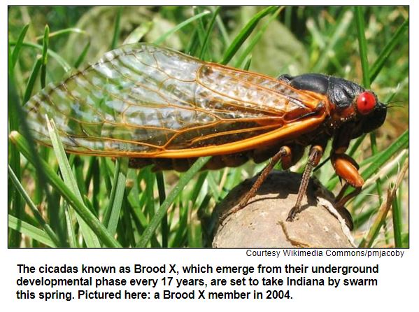 The cicadas known as Brood X, which emerge from their underground developmental phase every 17 years, are set to take Indiana by swarm
this spring. Pictured here: a Brood X member in 2004.
Corutesy Wikimedia Commons / pmjacoby