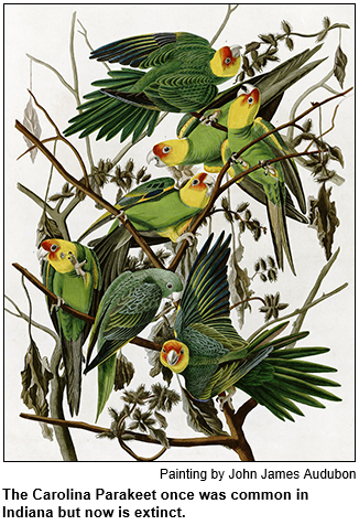 The Carolina Parakeet once was common in Indiana but now is extinct. Pictured is a painting by John James Audubon showing seven of the birds on a tree limb.