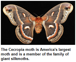 The Cecropia moth is America's largest moth and is a member of the family of giant silkmoths.