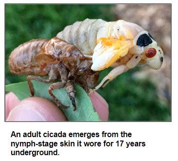 An adult cicada emerges from the nymph-stage skin it wore for 17 years underground.