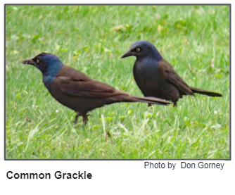 Common grackle