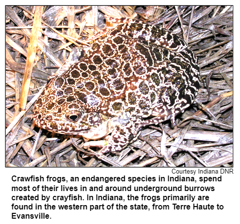 Crawfish frogs, an endangered species in Indiana, spend most of their lives in and around underground burrows created by crayfish. In Indiana, the frogs primarily are found in the western part of the state, from Terre Haute to Evansville. Courtesy Indiana DNR.