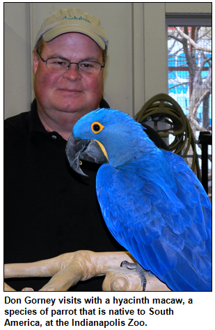 Don Gorney visits with a hyacinth macaw, a species of parrot that is native to South America, at the Indianapolis Zoo. 