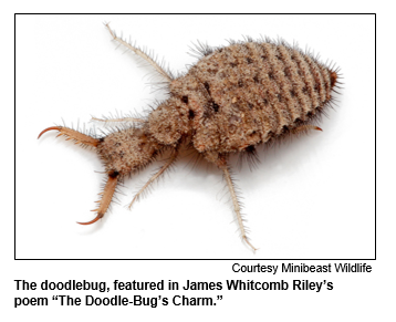 The doodlebug, featured in James Whitcomb Riley’s poem The Doodle-Bug’s Charm. Courtesy Minibeast Wildlife.