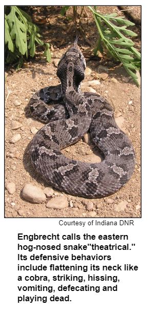 Engbrecht calls the eastern hog-nosed snake"theatrical." Its defensive behaviors include flattening its neck like a cobra, striking, hissing, vomiting, defecating and playing dead. Courtesy Indiana DNR.