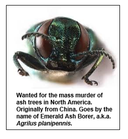 Wanted for the mass murder of ash trees in North America. Originally from China. Goes by the name of Emerald Ash Borer, a.k.a. Agrilus planipennis.  