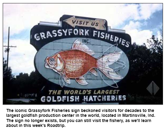 The iconic Grassyfork Fisheries sign beckoned visitors for decades to the largest goldfish production center in the world, located in Martinsville, Ind. The sign no longer exists, but you can still visit the fishery, as we'll learn about in this week's Roadtrip.