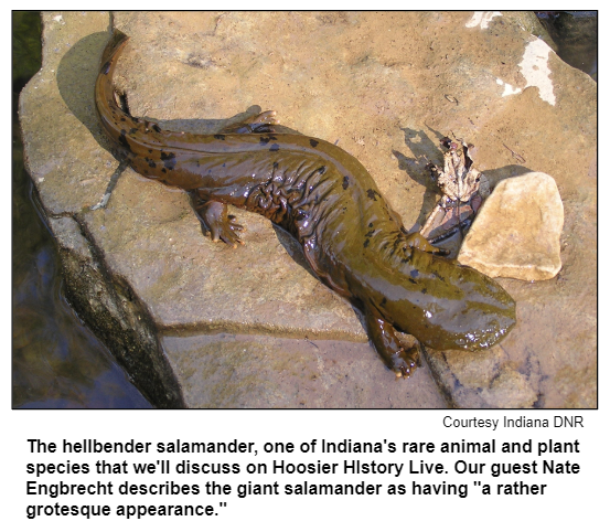 The hellbender salamander, one of Indiana's rare animal and plant species that we'll discuss on Hoosier HIstory Live. Our guest Nate Engbrecht describes the giant salamander as having "a rather grotesque appearance." Courtesy Indianapolis DNR.