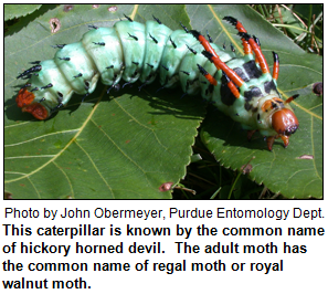 This caterpillar is known by the common name of hickory horned devil.  The adult moth has the common name of regal moth or royal walnut moth. 2002 photo by John Obermeyer, Purdue Entomology Dept.
