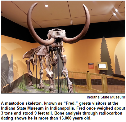 A mastodon skeleton, known as “Fred,” greets visitors at the Indiana State Museum in Indianapolis. Fred once weighed about 3 tons and stood 9 feet tall. Bone analysis through radiocarbon dating shows he is more than 13,000 years old. Image courtesy Indiana State Museum.