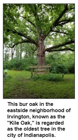 This bur oak in the eastside neighborhood of Irvington, known as the "Kile Oak," is regarded as the oldest tree in the city of Indianapolis.