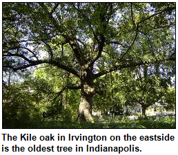 The Kile oak in Irvington on the eastside is the oldest tree in Indianapolis.