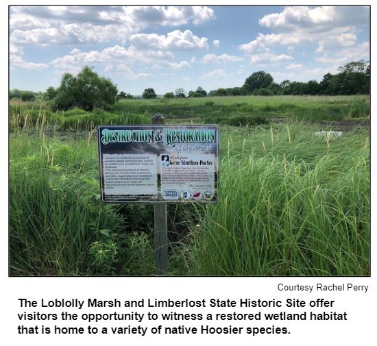 The Loblolly Marsh and Limberlost State Historic Site offer visitors the opportunity to witness a restored wetland habitat that is home to a variety of native Hoosier species. Courtesy Rachel Perry.