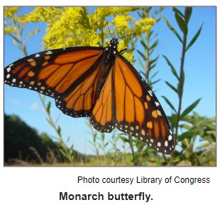 Monarch