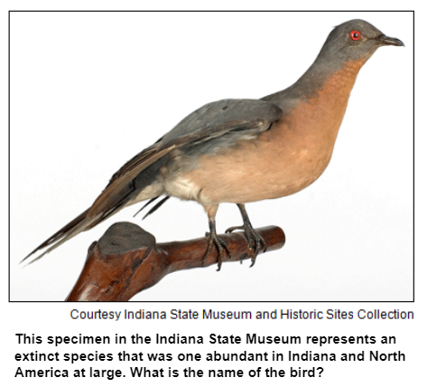 This specimen in the Indiana State Museum represents an extinct species that was one abundant in Indiana and North America at large. What is the name of the bird? Courtesy Indiana State Museum.