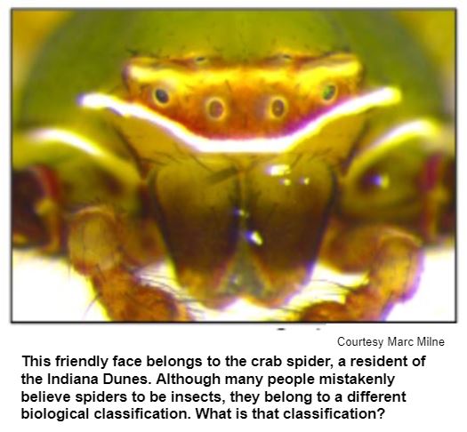 This friendly face belongs to the crab spider, a resident of the Indiana Dunes. Although many people mistakenly believe spiders to be insects, they belong to a different biological classification. What is that classification? Courtesy Marc Milne.