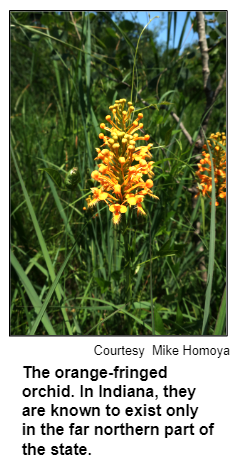 The orange-fringed orchid. In Indiana, they are known to exist only in the far northern part of the state. Courtesy Mike Homoya.