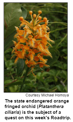 The state endangered orange fringed orchid (Platanthera ciliaris) is the subject of a quest on this week's Roadtrip. Courtesy Michael Homoya