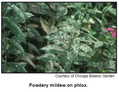 Powdery mildew on phlox