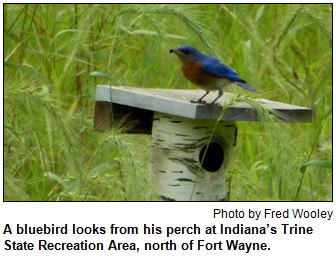 A bluebird looks from his perch at Indiana’s Trine State Recreation Area, north of Fort Wayne. Photo by Fred Wooley.