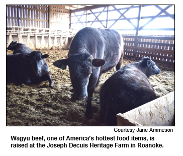 Wagyu beef, one of America’s hottest food items, is raised at the Joseph Decuis Heritage Farm in Roanoke. Courtesy Jane Ammeson.