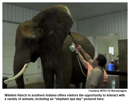 Wilstem Ranch in southern Indiana offers visitors the opportunity to interact with a variety of animals, including an “elephant spa day” pictured here.
Courtesy WTIU-TV Bloomington.