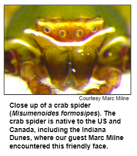 Close up of a crab spider (Misumenoides formosipes). The crab spider is native to the US and Canada, including the Indiana Dunes, where our guest Marc Milne encountered this friendly face. Courtesy Marc Milne.