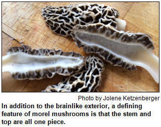In addition to the brainlike exterior, a defining feature of morel mushrooms is that the stem and top are all one piece. Photo by Jolene Ketzenberger.