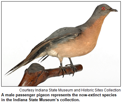 A male passenger pigeon represents the now-extinct species in the Indiana State Museum’s collection. Courtesy Indiana State Museum and Historic Sites Collection.