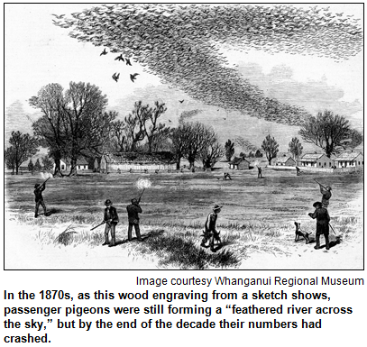Wood engraving image of men shooting at a large group of passenger pigeons. Image courtesy Whanganui Regional Museum.