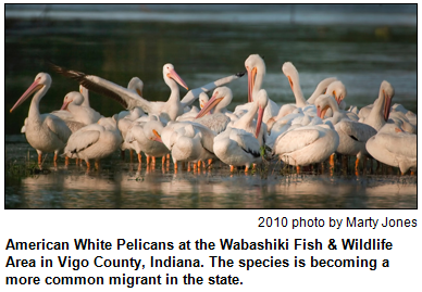 American White Pelicans at the Wabashiki Fish & Wildlife Area in Vigo County, Indiana. The species is becoming a more common migrant in the state. Photo by Marty Jones.