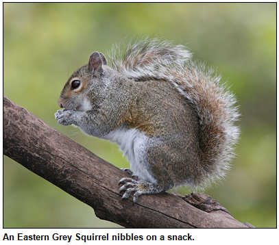 An Eastern Grey Squirrel nibbles on a snack.