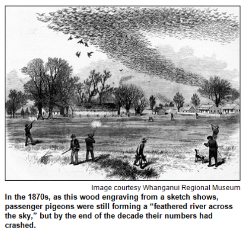 In the 1870s, as this wood engraving shows, passenger pigeons were still forming "a feathered river across the sky," but by the end of the decade their numbers had crashed.