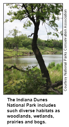 The Indiana Dunes National Park includes such diverse habitats as woodlands, wetlands, prairies and bogs.