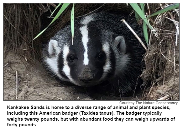 Kankakee Sands is home to a diverse range of animal and plant species, including this American badger (Taxidea taxus). The badger typically weighs twenty pounds, but with abundant food they can weigh upwards of forty pounds. Courtesy The Nature Conservancy.