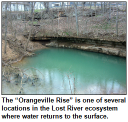 The “Orangeville Rise” is one of several locations in the Lost River ecosystem where water returns to the surface.