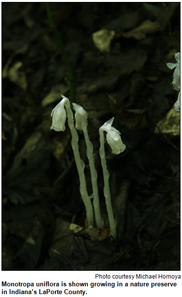 Monotropa uniflora is shown growing in a nature preserve in Indiana’s LaPorte County. Photo courtesy Michael Homoya.