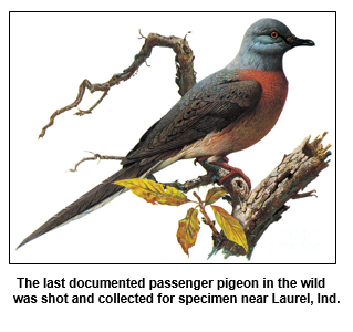  The last documented passenger pigeon in the wild was shot and collected for specimen near Laurel, Ind.