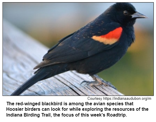 The red-winged blackbird is among the avian species that Hoosier birders can look for while exploring the resources of the Indiana Birding Trail, the focus of this week's Roadtrip. Courtesy https://indianaaudubon.org/m