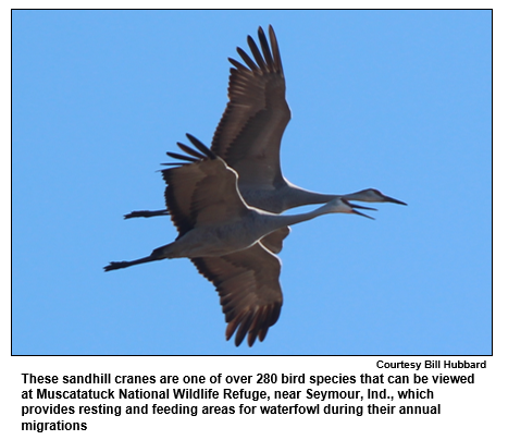 These sandhill cranes are one of over 280 bird species that can be viewed at Muscatatuck National Wildlife Refuge, near Seymour, Ind., which provides resting and feeding areas for waterfowl during their annual migrations
Courtesy Bill Hubbard.
