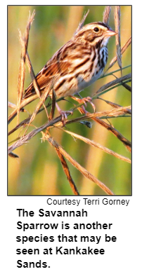 The Savannah Sparrow is another species that may be seen at Kankakee Sands. Courtesy Terri Gorney.