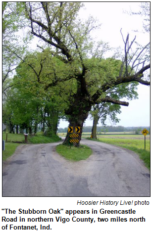 "The Stubborn Oak" appears in Greencastle Road in northern Vigo County, two miles north of Fontanet, Ind. Photo by Hoosier History Live!