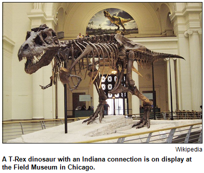A T-Rex dinosaur with an Indiana connection is on display at the Field Museum in Chicago. Image courtesy Wikipedia.