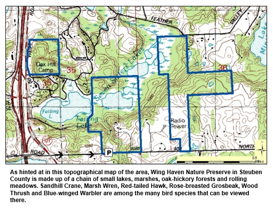 As hinted at in this topographical map of the area, Wing Haven Nature Preserve in Steuben County is made up of a chain of small lakes, marshes, oak-hickory forests and rolling meadows. Sandhill Crane, Marsh Wren, Red-tailed Hawk, Rose-breasted Grosbeak, Wood Thrush and Blue-winged Warbler are among the many bird species that can be viewed there.
