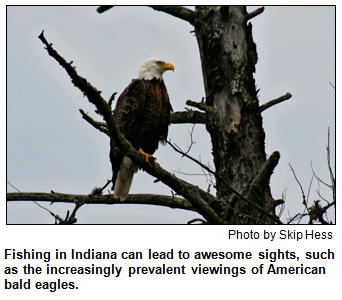 An American bald eagle, photographed by Skip Hess.