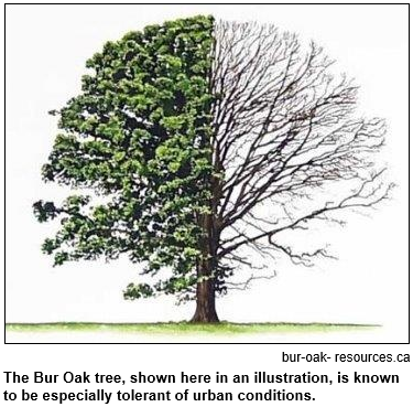 The Bur Oak tree, shown here in an illustration, is known to be especially tolerant of urban conditions. Image courtesy bur-oak-resources.ca.